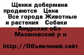 Щенки добермана  продаются › Цена ­ 45 000 - Все города Животные и растения » Собаки   . Амурская обл.,Мазановский р-н